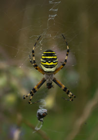 Close-up of spider on web