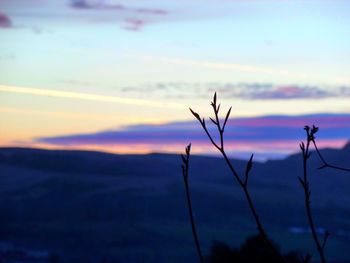 Close-up of silhouette plant against sky at sunset