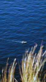 View of seagull flying over sea