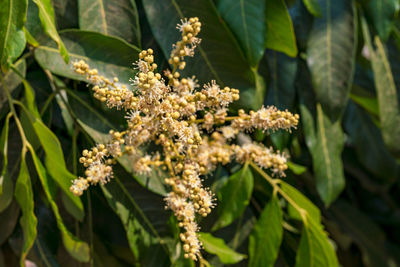 Close-up of flowering plant