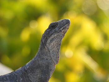 Close-up of komodo dragon