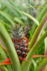 Close-up of pineapple on plant