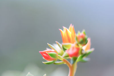 Close-up of flowers blooming outdoors