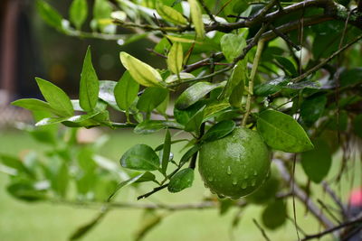 Close-up of berries growing on tree