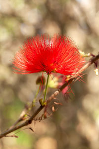 Close-up of red flowering plant