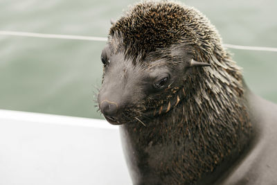 Close-up of wet seal by sea