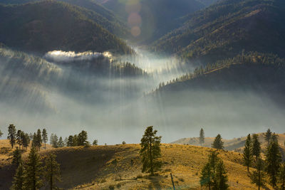 Sun rays filtering through the trees with magnificent light