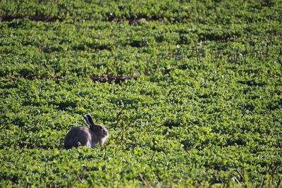 View of sheep on field