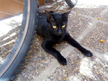 High angle portrait of black cat relaxing outdoors