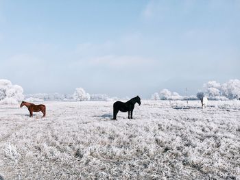 Horses on field against sky during winter