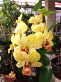 Close-up of yellow flower