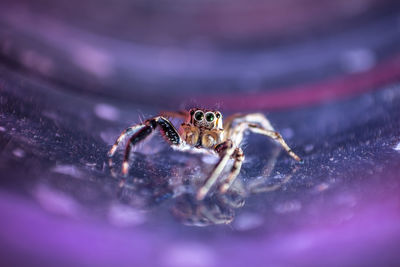 Spider jumping in thailand is a colorful picture.