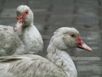 Close-up of duck