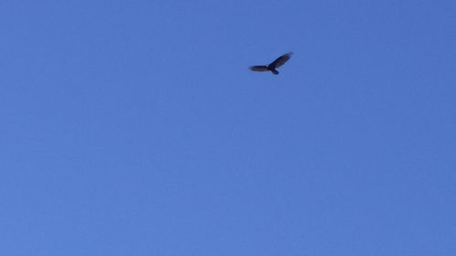 Low angle view of birds flying against blue sky