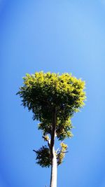Low angle view of tree against clear blue sky