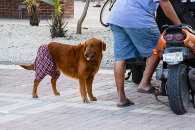 Low section of man standing with dog