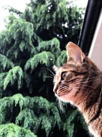 Close-up of a cat looking away