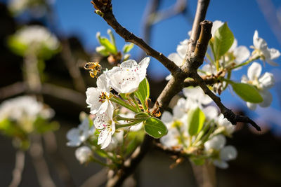 Bee pollinating white apple blossoms on a sunny day