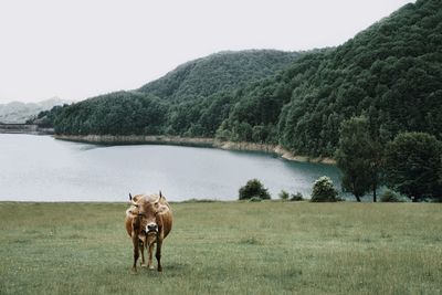 Cow on grass against lake and sky