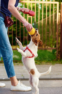 Woman playing with dog at city street