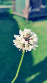 Close-up of flower blooming outdoors