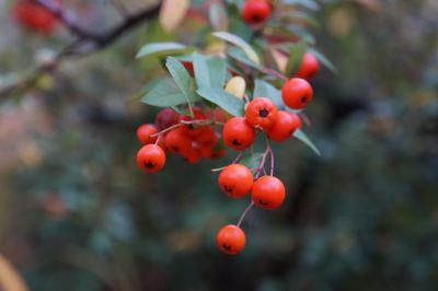 Close-up of red berries on tree