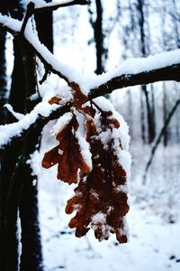 Close-up of frozen tree branch