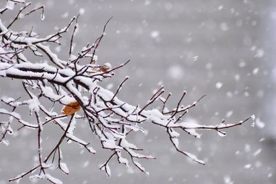 Close-up of snow on tree branch during winter