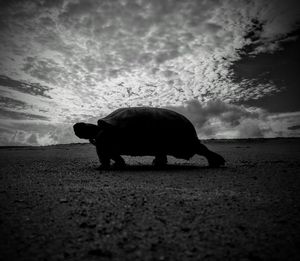 Silhouette horse on landscape against sky