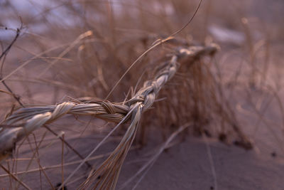 Coastal symphony. grass flourishing on baltic sands. grass at the baltic sea