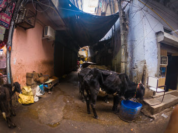 Dogs on street against buildings in city