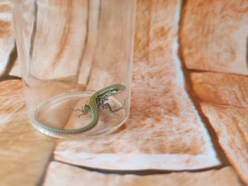 High angle view of crab on table