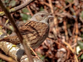 Close-up of sparrow on tree