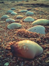 Close-up of shells on sand