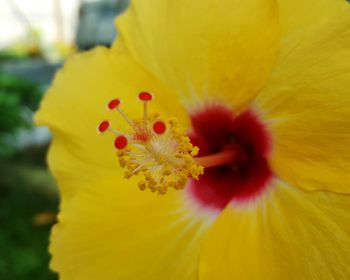 Close-up of yellow flower