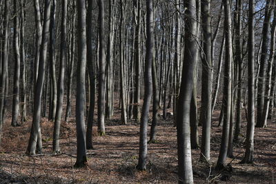 Trees in forest