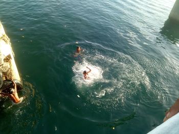 High angle view of fish swimming in sea