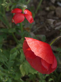 Close-up of red hibiscus blooming outdoors