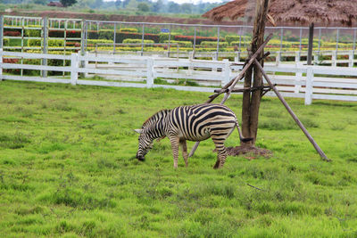 Zebra crossing in a field