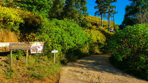 Road amidst plants and trees