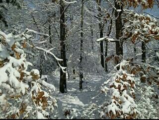 Snow covered trees