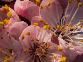 Full frame shot of flowering plant