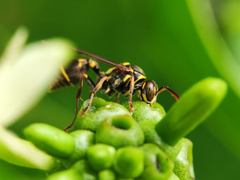 Close-up of yellow jacket wasp sucking on plant sap