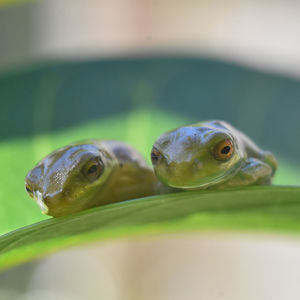 Close-up of turtle in sea