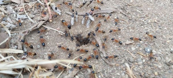 High angle view of insect on dry land