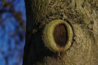 Close-up of tree trunk