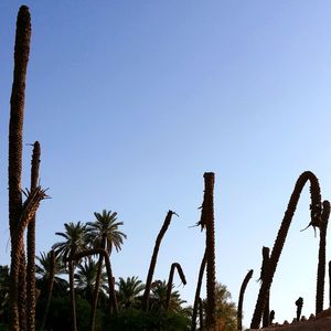 Low angle view of coconut palm trees against clear sky