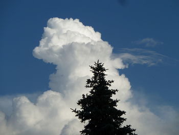 Low angle view of tree against sky