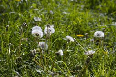 grass