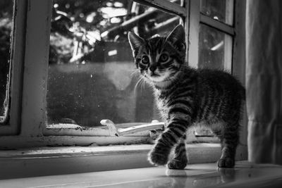 Portrait of cat